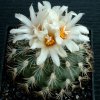 Gymnocactus_saueri